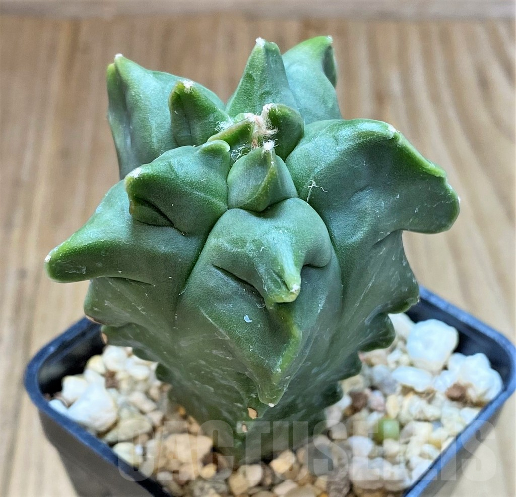 SHPR26161 Astrophytum myriostigma 'Kikko'