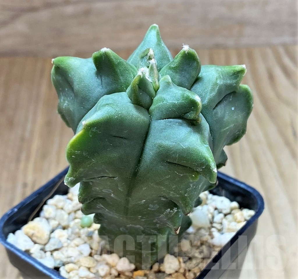 SHPR26161 Astrophytum myriostigma 'Kikko' - Image 2