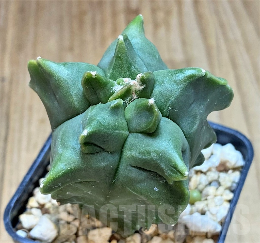 SHPR26161 Astrophytum myriostigma 'Kikko' - Image 3