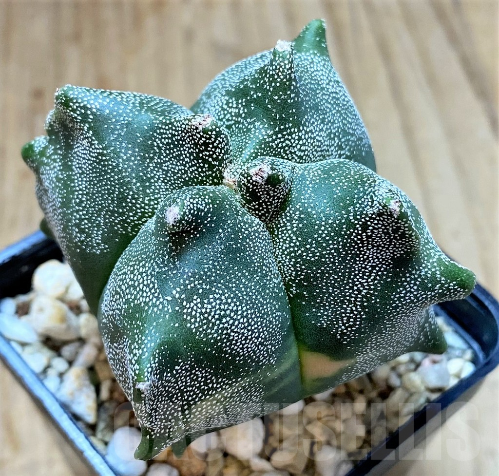 SHPR27026 Astrophytum myriostigma v. quadricostatum 'Fukuryu' f. variegata - Image 2
