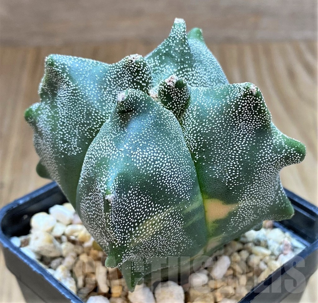 SHPR27026 Astrophytum myriostigma v. quadricostatum 'Fukuryu' f. variegata