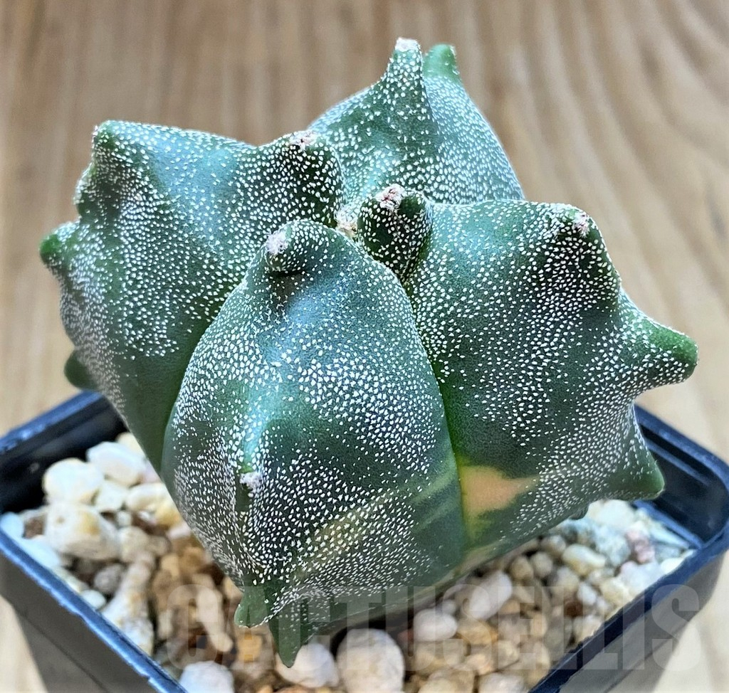 SHPR27026 Astrophytum myriostigma v. quadricostatum 'Fukuryu' f. variegata - Image 3