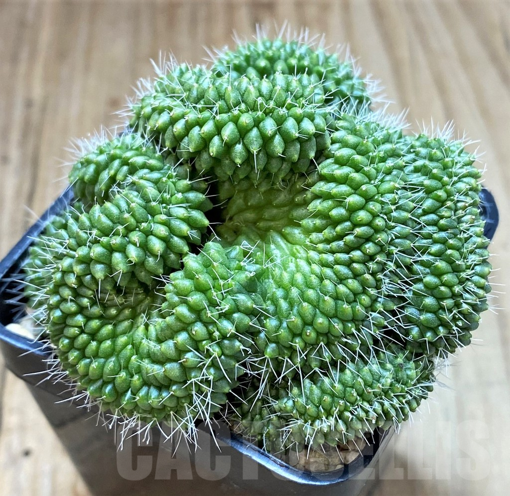 SHPR26963 Mammillaria bucareliensis f. cristata