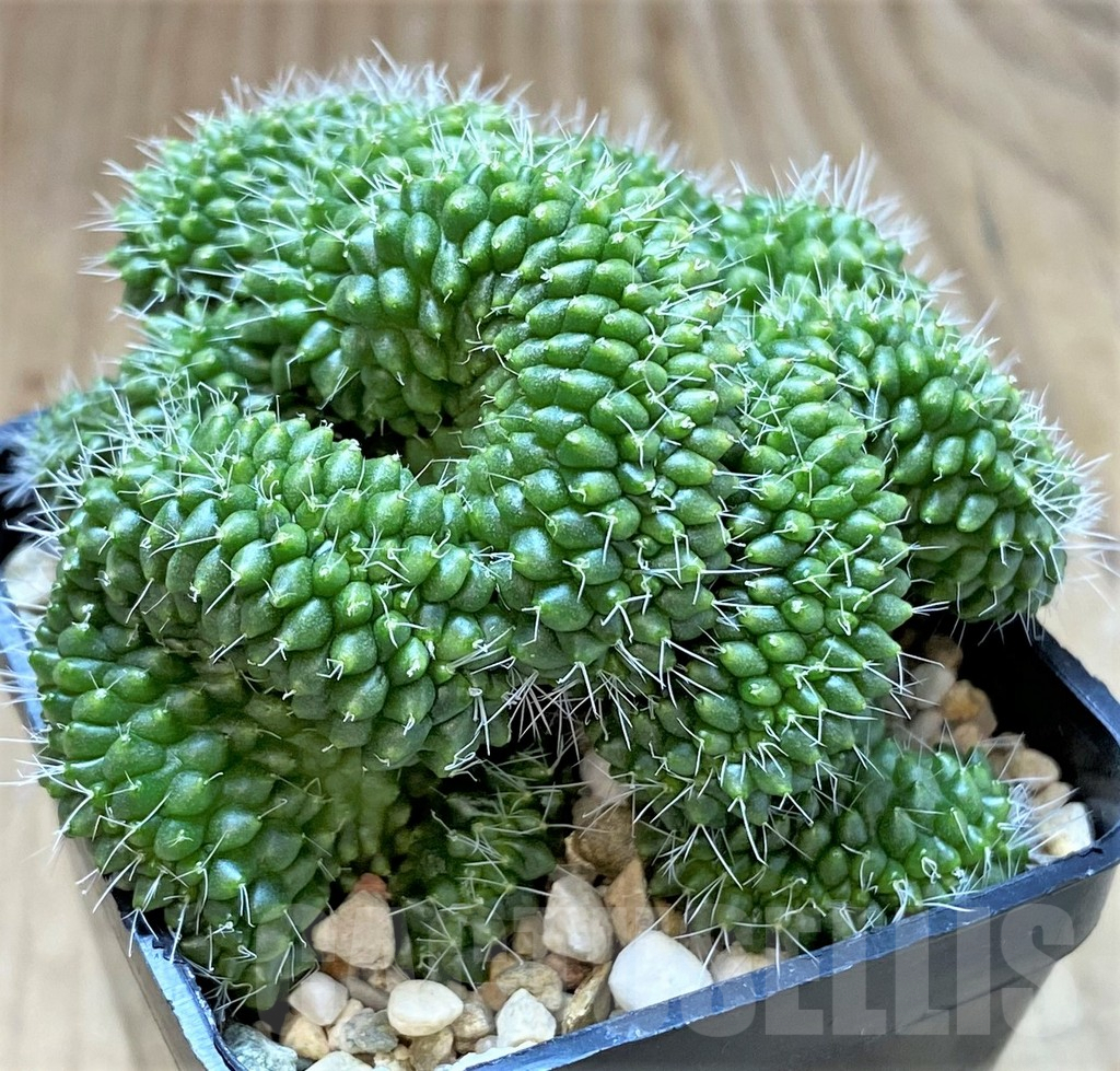SHPR26963 Mammillaria bucareliensis f. cristata - Image 2