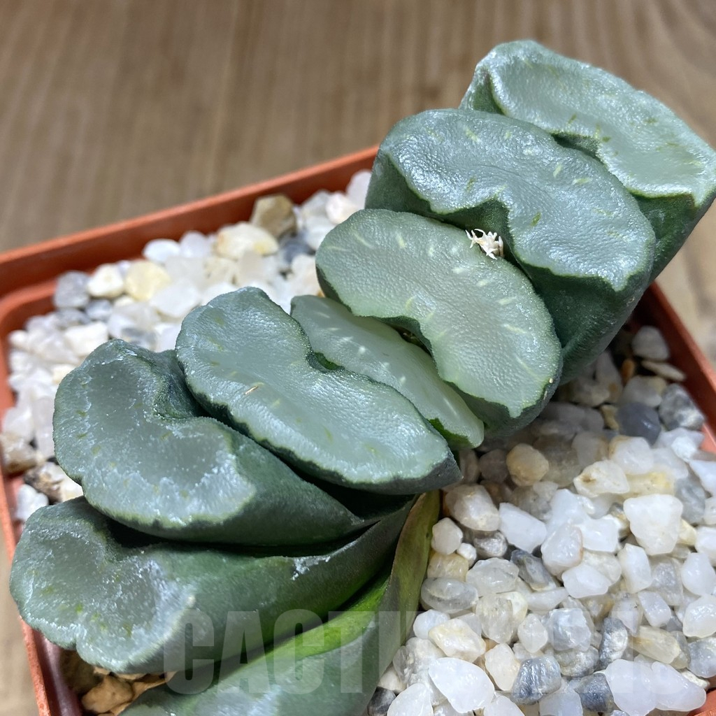 SHPR27281 Haworthia truncata 'Hakuji Lens'
