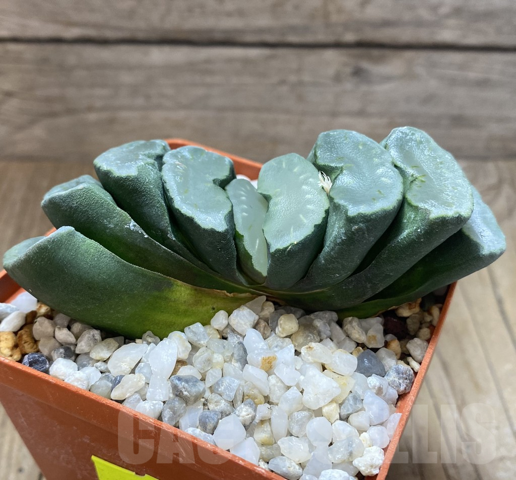 SHPR27281 Haworthia truncata 'Hakuji Lens' - Image 2