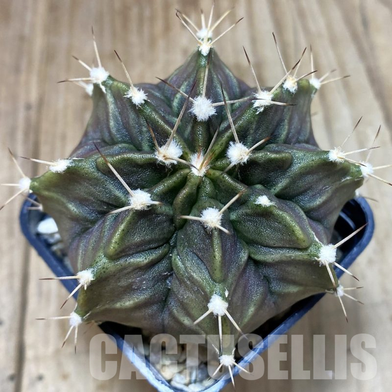 SH1190 Gymnocalycium mihanovichii GP-1
