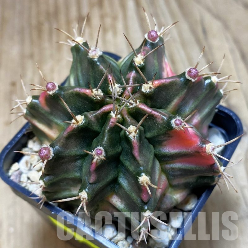 SH1196 Gymnocalycium mihanovichii f.variegata K-3