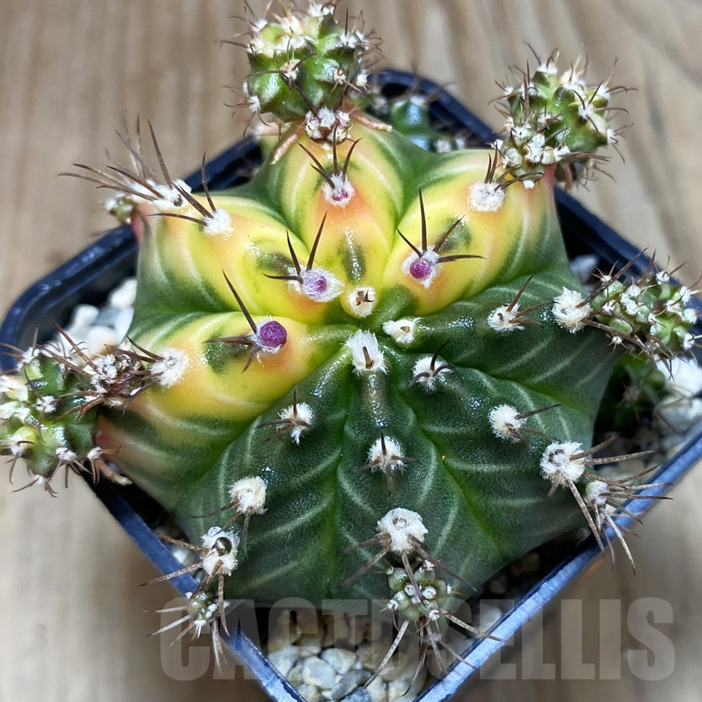SH1199 Gymnocalycium mihanovichii ‘Multicolor B’