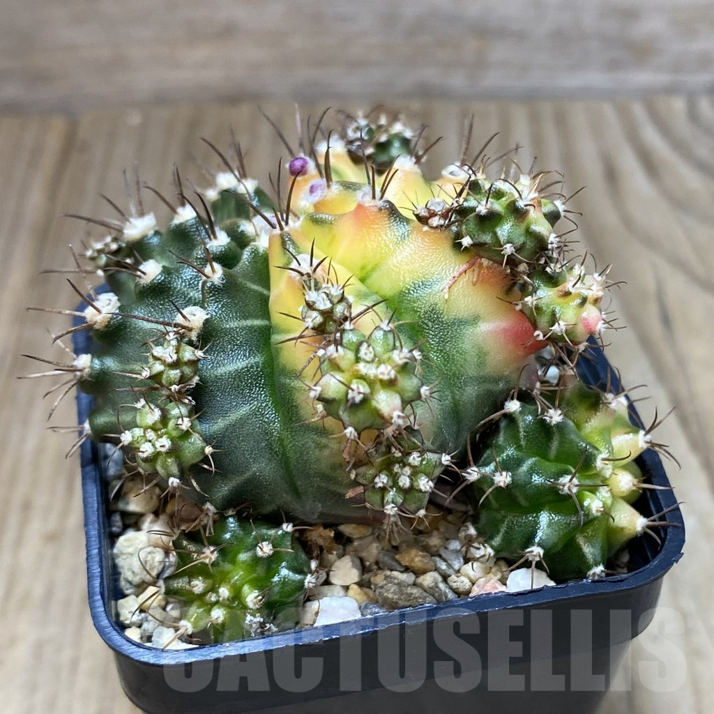 SH1199 Gymnocalycium mihanovichii ‘Multicolor B’ - Зображення 2