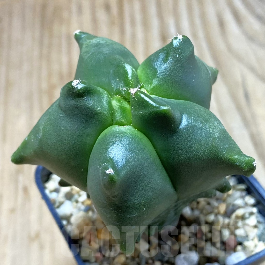 SH3894 Astrophytum myriostigma 'Kikko'
