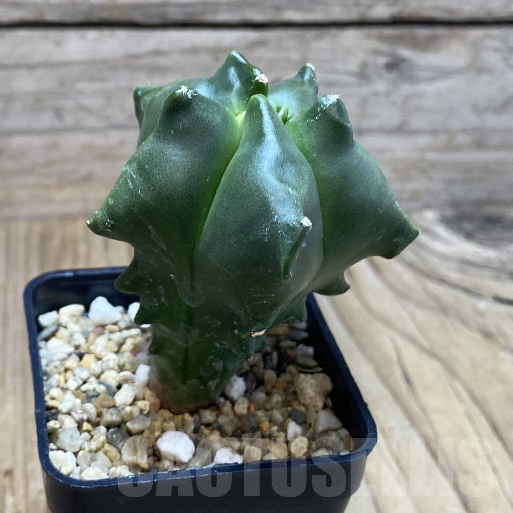 SH3894 Astrophytum myriostigma 'Kikko' - Image 2