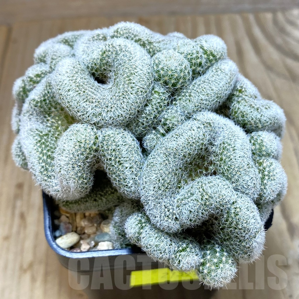 SH4626 Mammillaria geminispina f. cristata