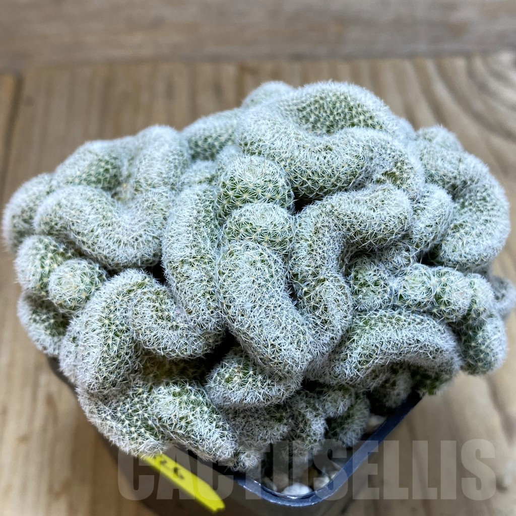 SH4626 Mammillaria geminispina f. cristata - 画像 (2)