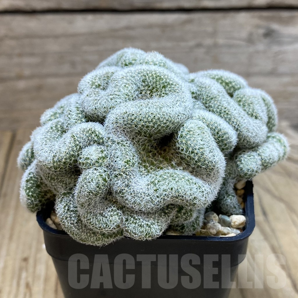 SH4626 Mammillaria geminispina f. cristata - 画像 (3)