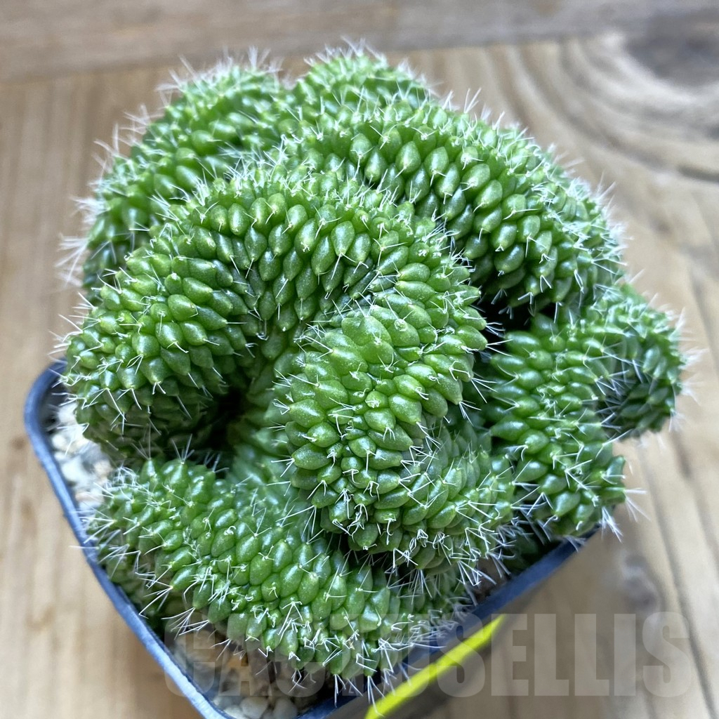 SH4630 Mammillaria bucareliensis f. cristata