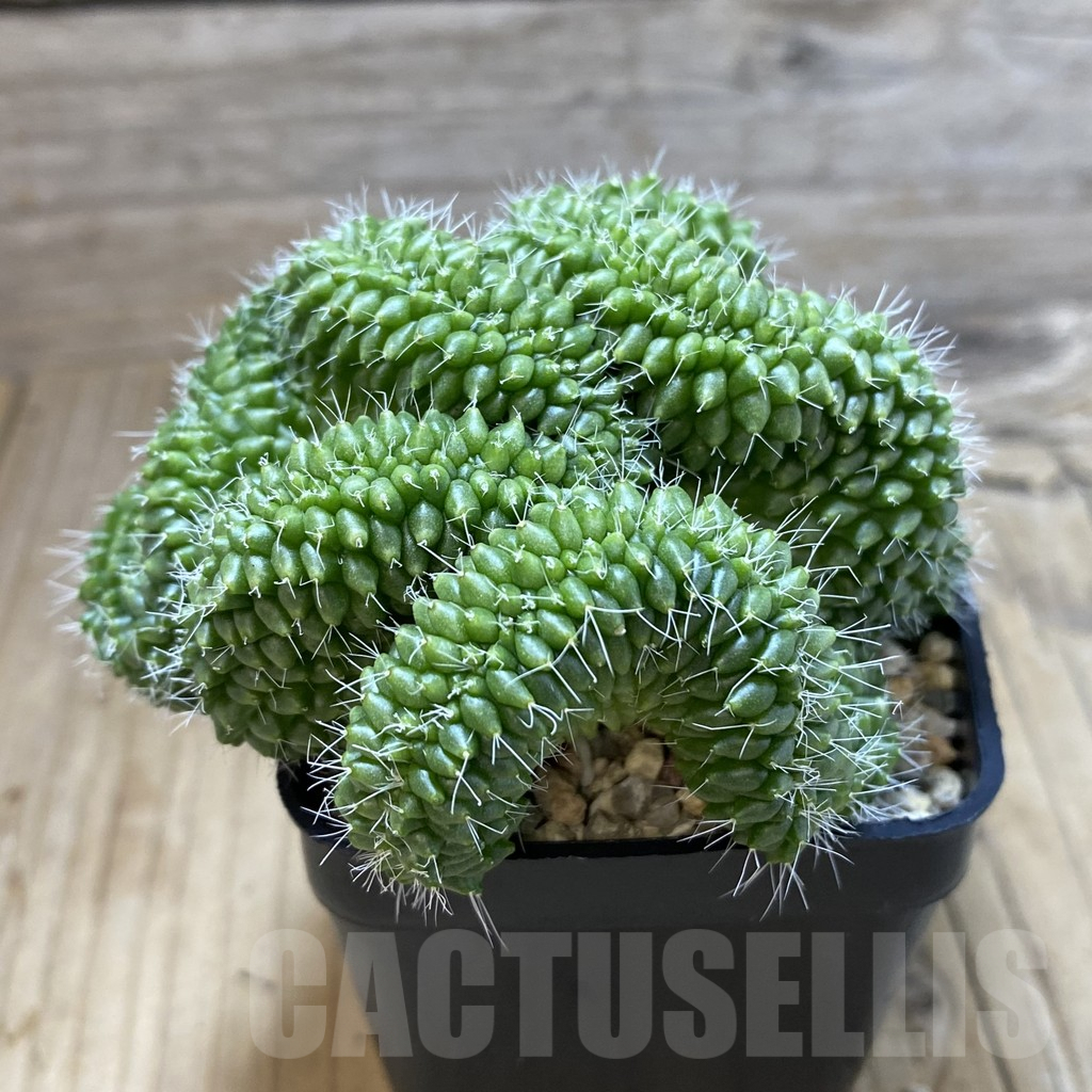 SH4630 Mammillaria bucareliensis f. cristata - Imagen 2