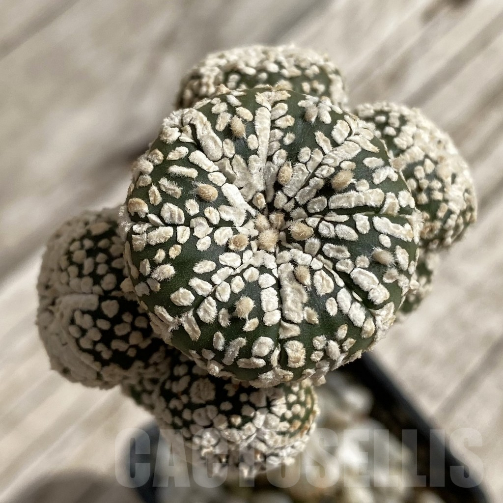 SH5233 Astrophytum asterias ‘Super Kabuto’ f. monstrosa, grafted