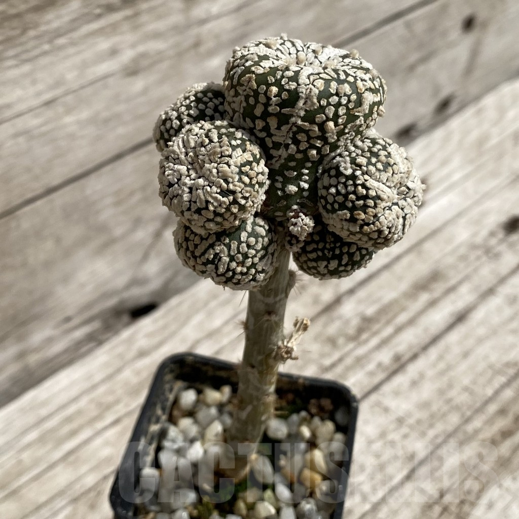 SH5233 Astrophytum asterias ‘Super Kabuto’ f. monstrosa, grafted - immagine 2