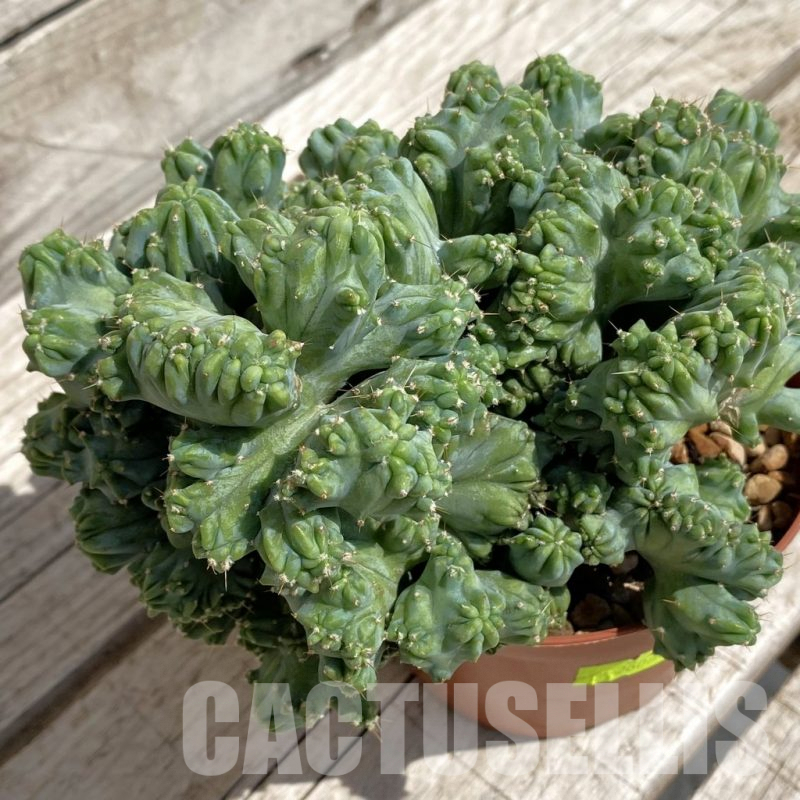 SH5425 Myrtillocactus geometrizans f. cristata