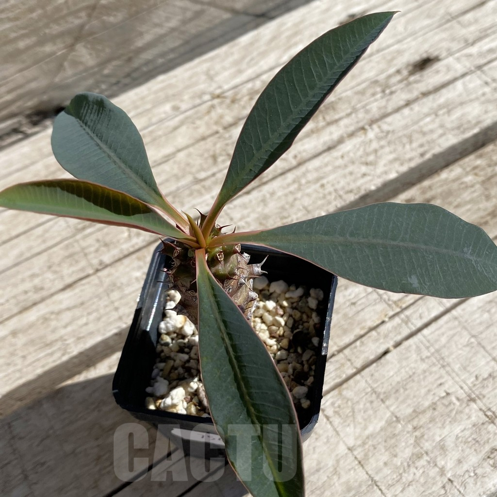 SH7546 Euphorbia pachypodioides