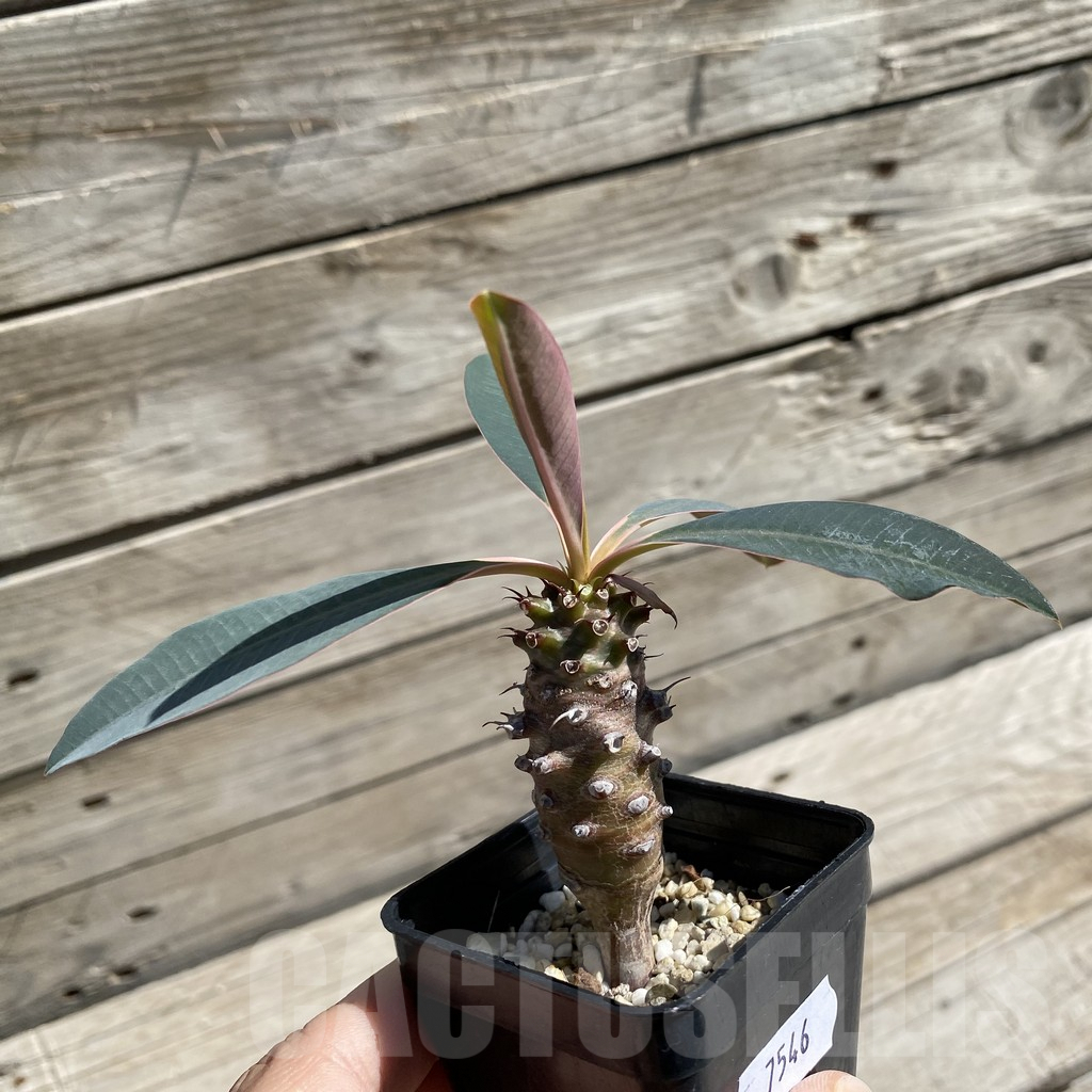 SH7546 Euphorbia pachypodioides - Зображення 2