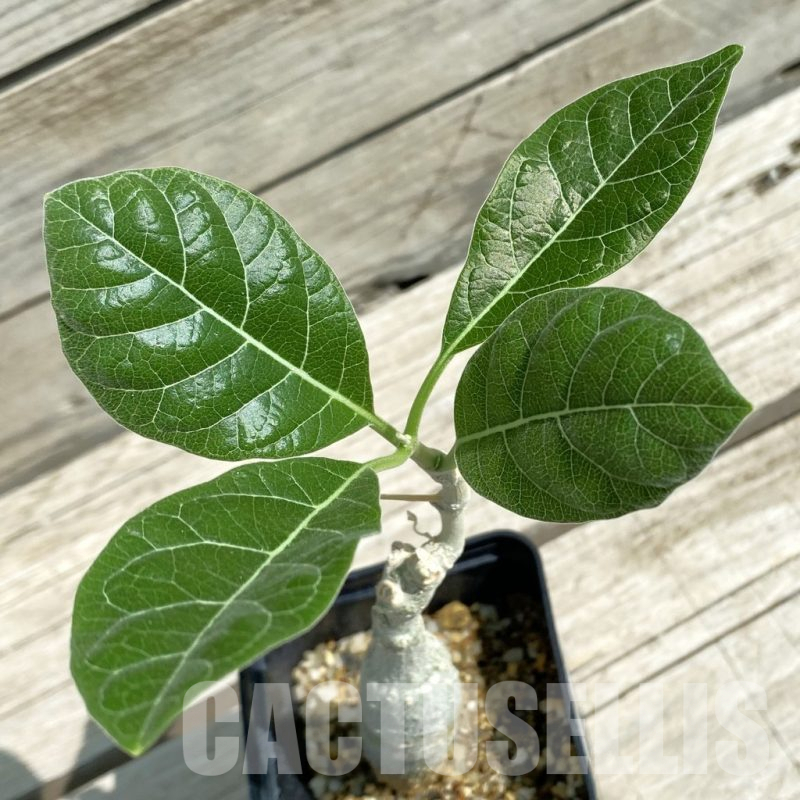 SH12056 Fockea multiflora