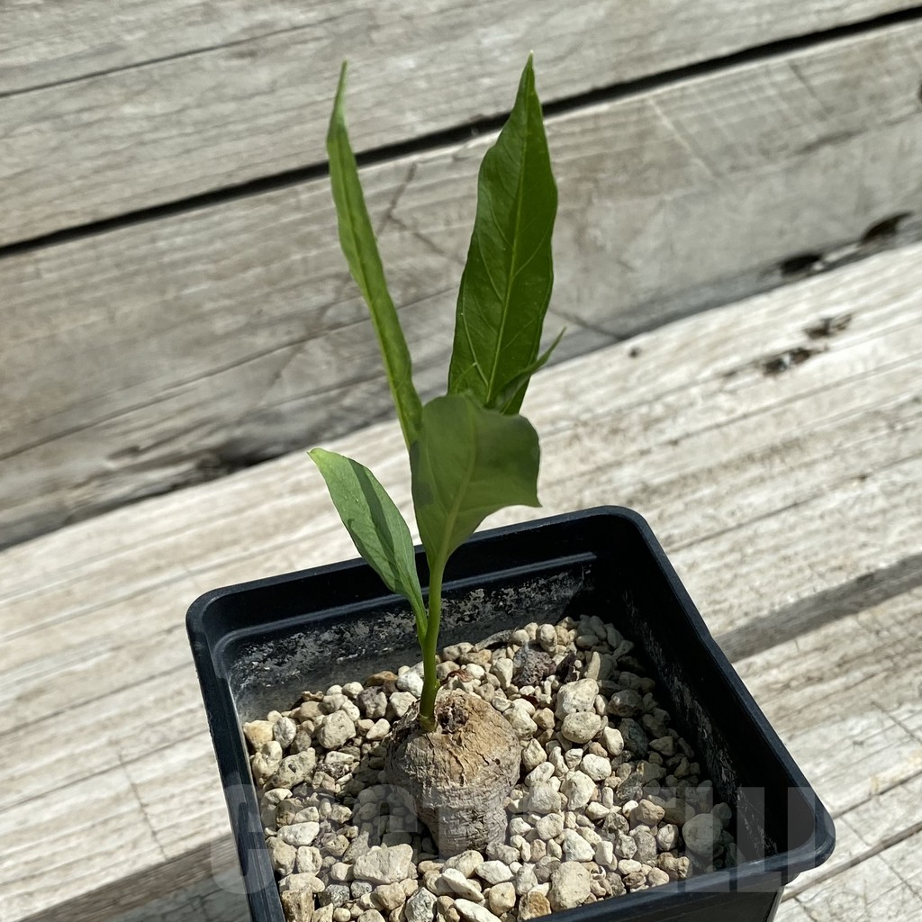 SH12073 Ipomoea lapathifolia ES 21259 - Image 2