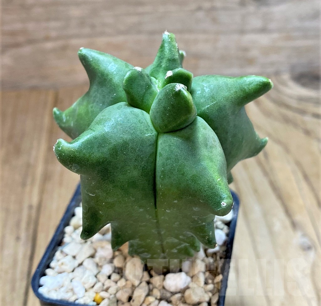 SH1254 Astrophytum myriostigma ‘Kikko’ - Imagen 2