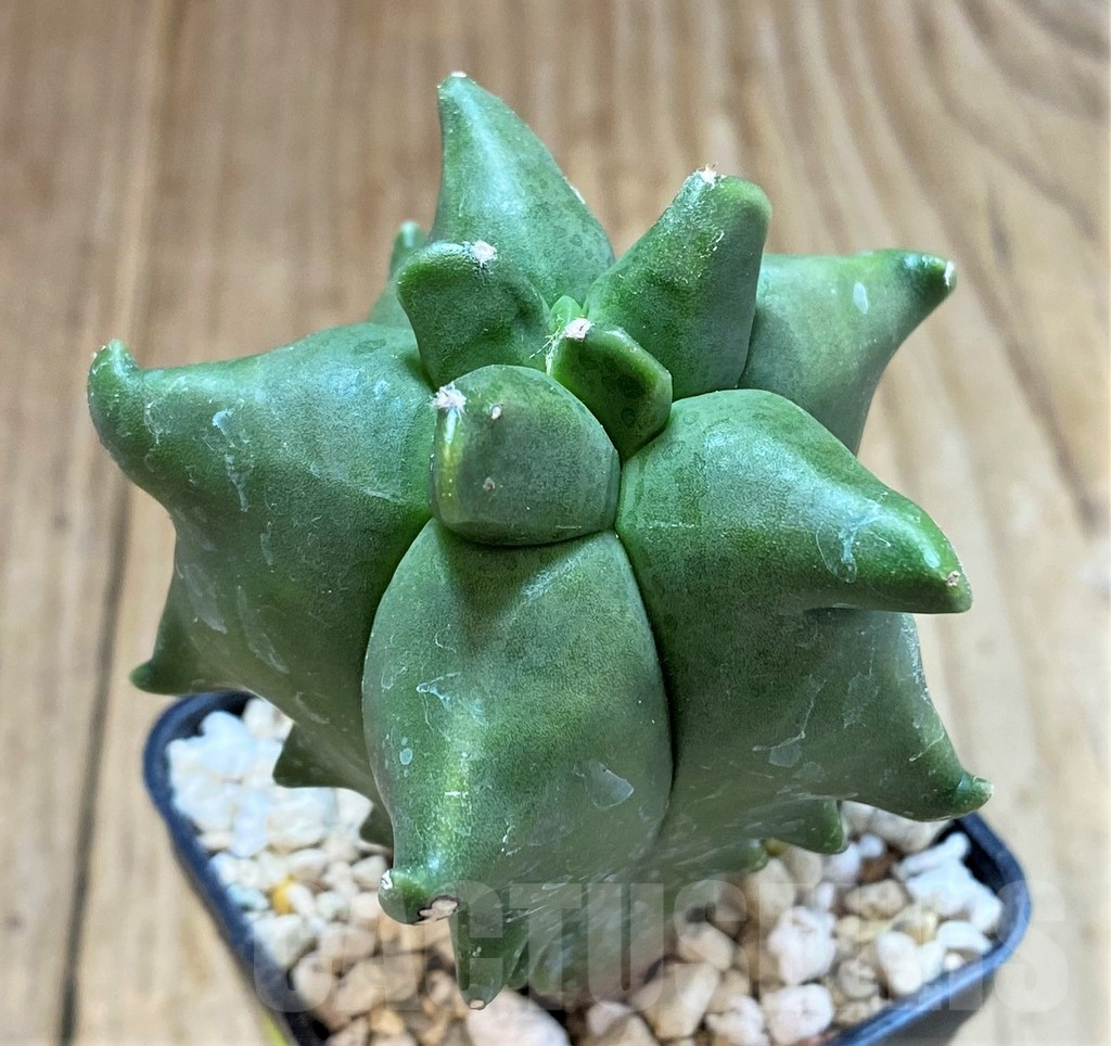 SH1254 Astrophytum myriostigma ‘Kikko’