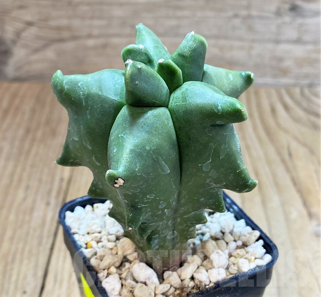 SH1254 Astrophytum myriostigma ‘Kikko’ - Imagen 3