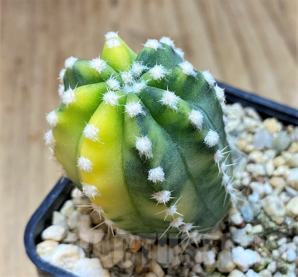 SH1275 Echinopsis hybrid f. variegata
