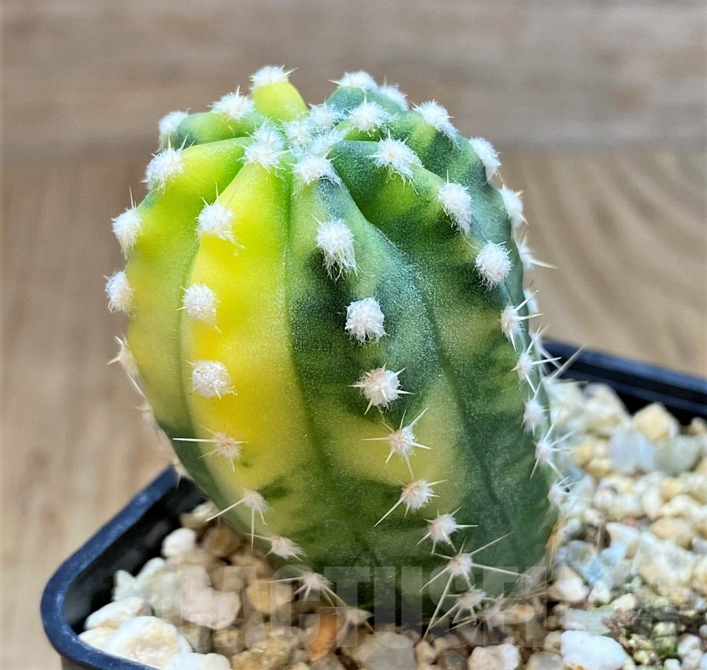 SH1275 Echinopsis hybrid f. variegata – Bild 2