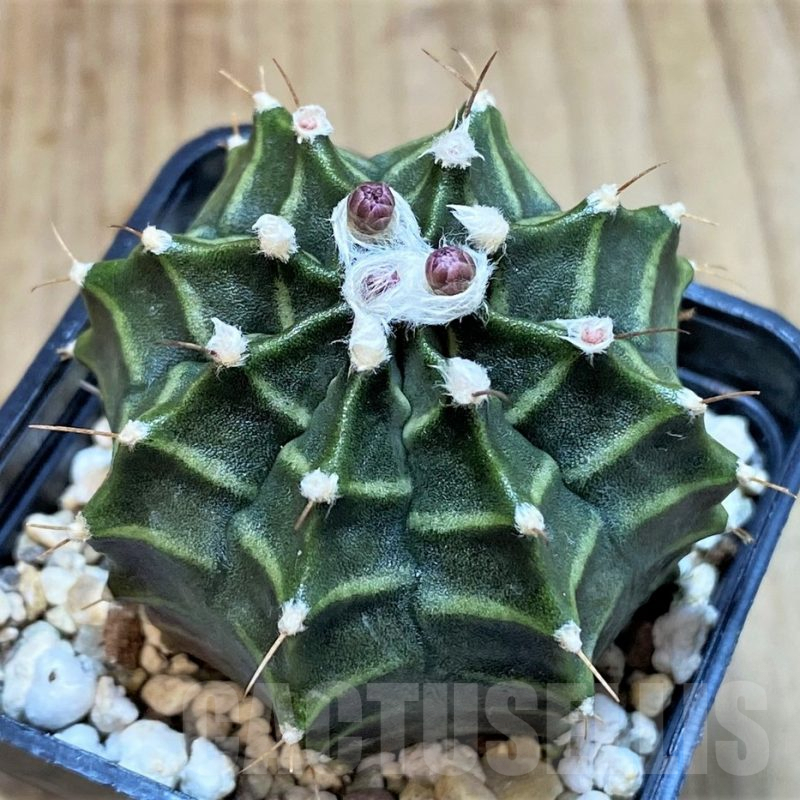 SH1413 Gymnocalycium mihanovichii ‘Peter Pan’