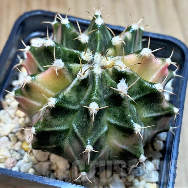 SH1415 Gymnocalycium mihanovichii 'Fantasia'