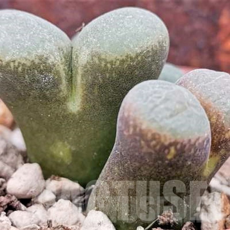 LOT705 20 SEEDS Ophthalmophyllum mix 2024