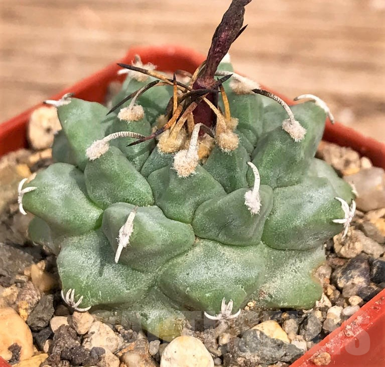 LOT706 20SEEDS Turbinicarpus Alonsoi 2024