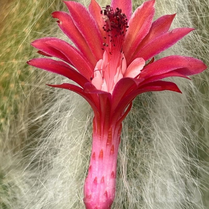 LOT92  50 SEEDS Hildewintera colademononis 2024