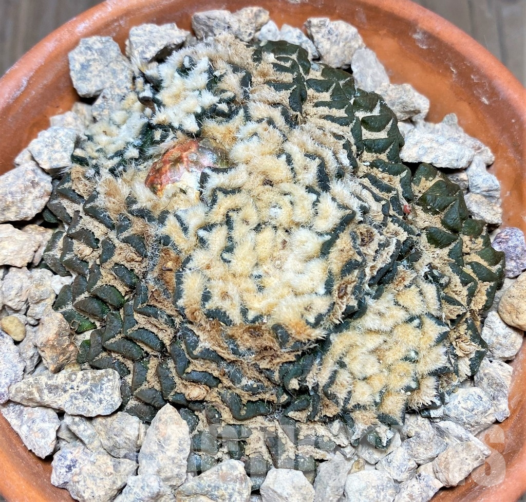 LOT702 10 SEEDS Ariocarpus kotschoubeyanus SB 100, El Pilar, Coah - Obrázek 2