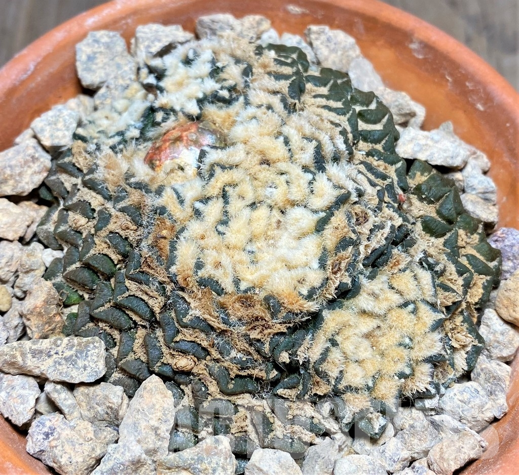 LOT702 10 SEEDS Ariocarpus kotschoubeyanus SB 100, El Pilar, Coah