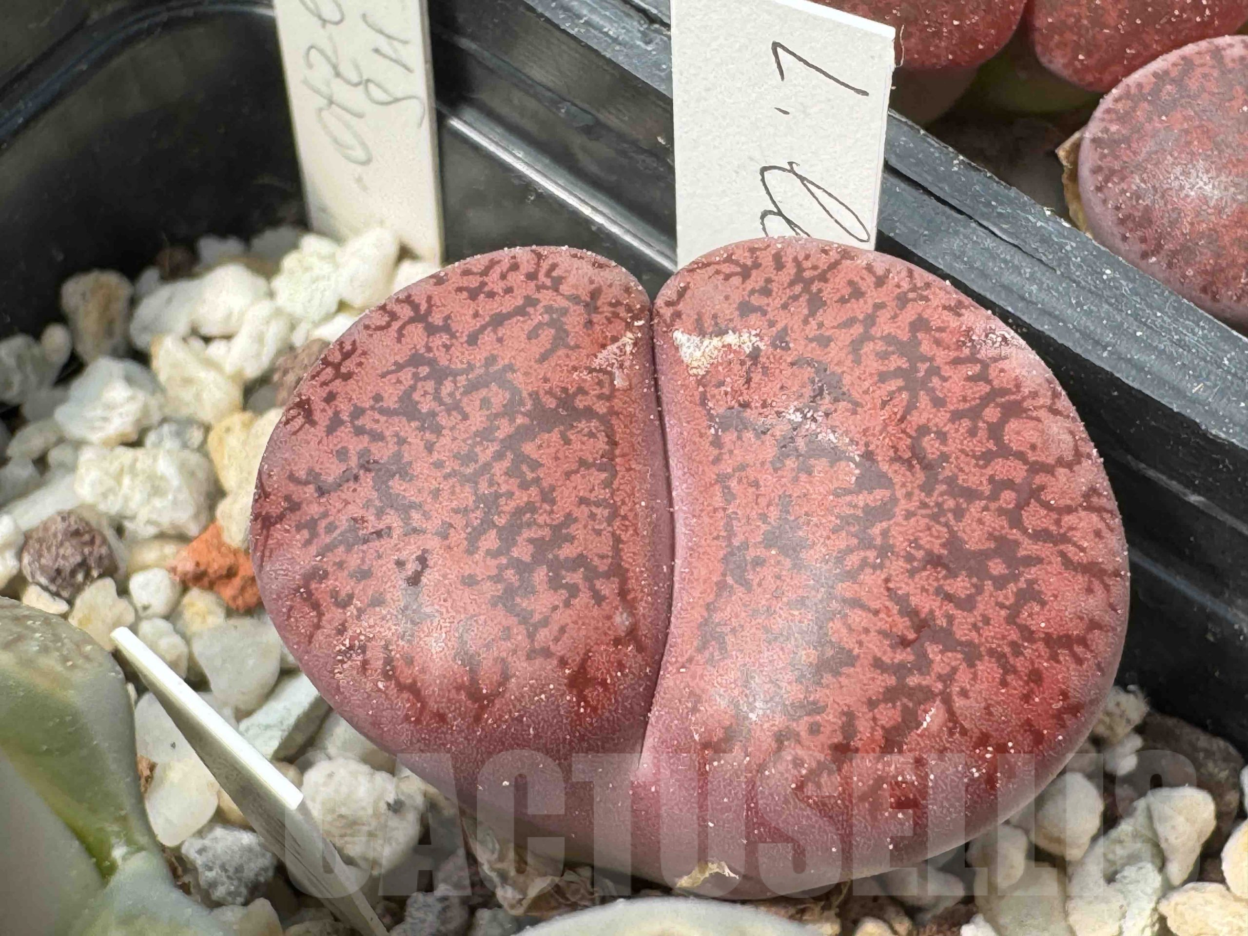 LOT704 50 SEEDS Lithops lesliei cv. Fred´s Redhead 2024