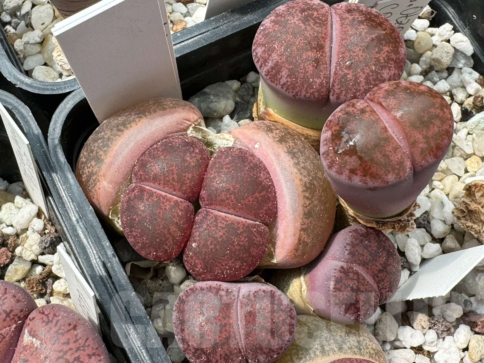LOT704 50 SEEDS Lithops lesliei cv. Fred´s Redhead 2024 - Image 2