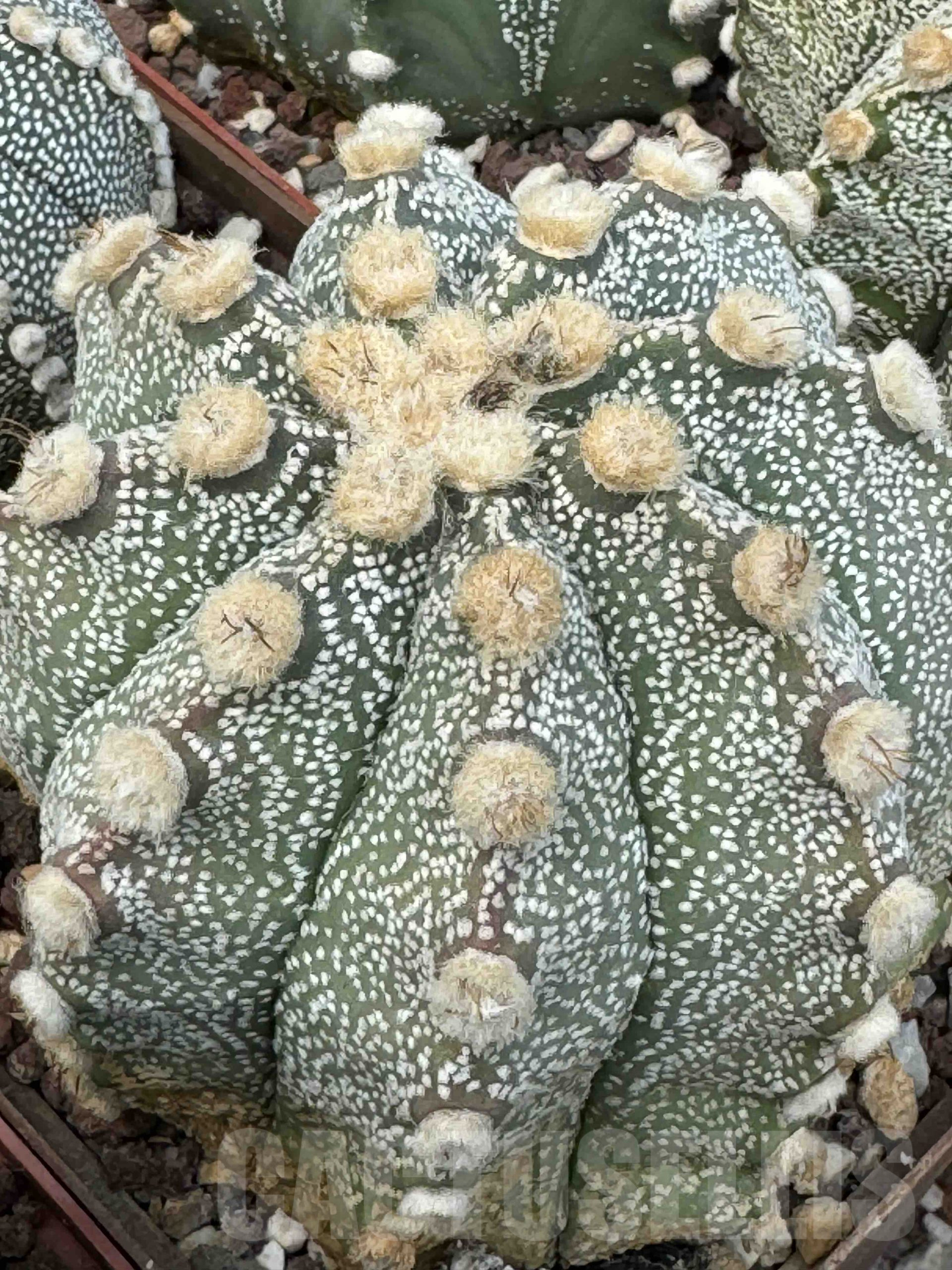 LOT707 10 SEEDS Astrophytum Nivas - Niveum x asterias F2, 2024 - immagine 2