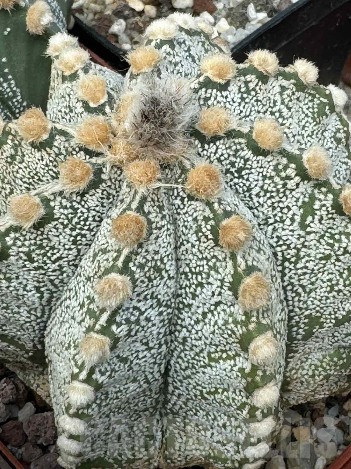 LOT707 10 SEEDS Astrophytum Nivas - Niveum x asterias F2, 2024