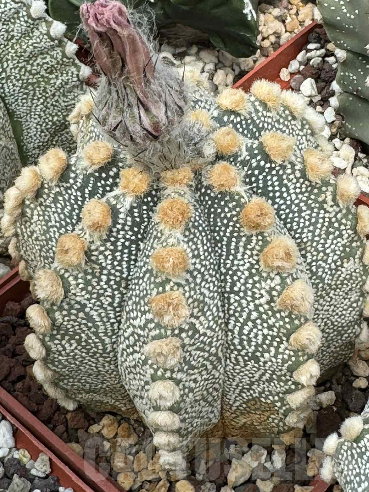 LOT707 10 SEEDS Astrophytum Nivas - Niveum x asterias F2, 2024 - immagine 3