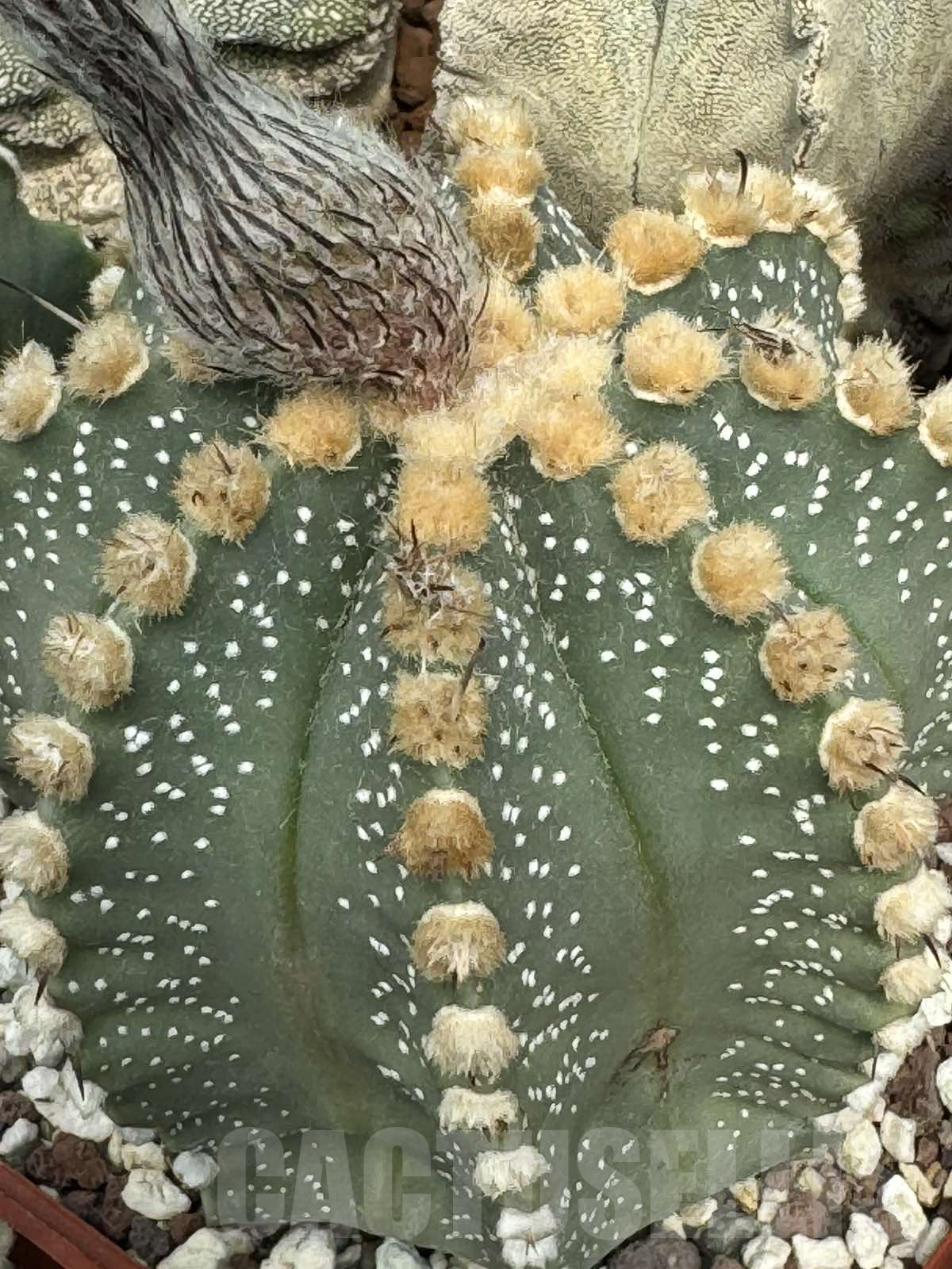 LOT707 10 SEEDS Astrophytum Nivas - Niveum x asterias F2, 2024 - immagine 4