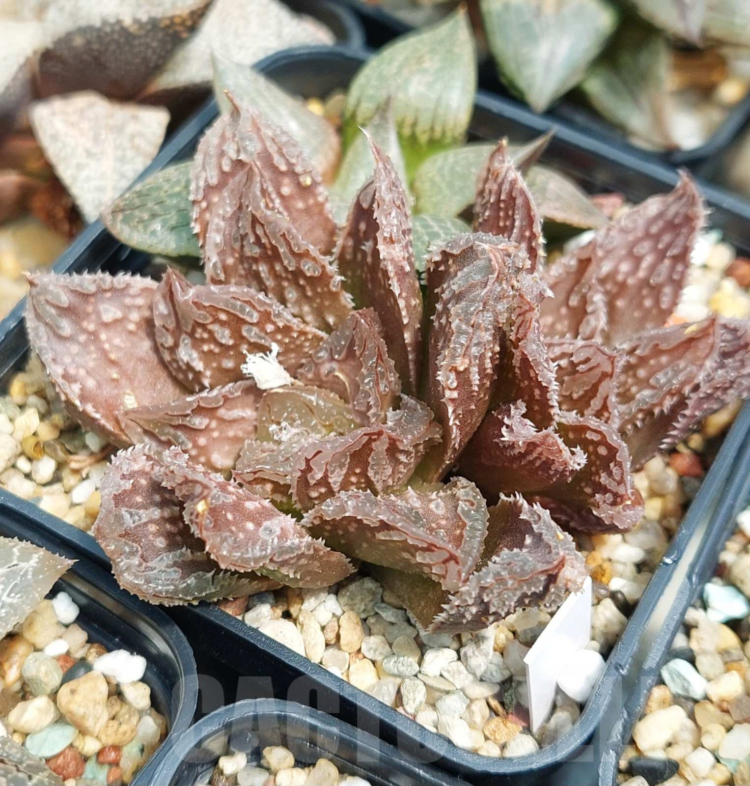 VVG27328 Haworthia 'Hakuteijyo' x 'Black Major' F2