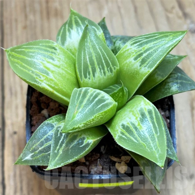 SH11618 Haworthia retusa x comptoniana