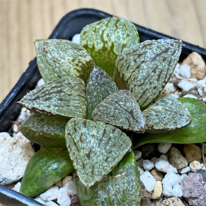SH11619 Haworthia picta -Japan-