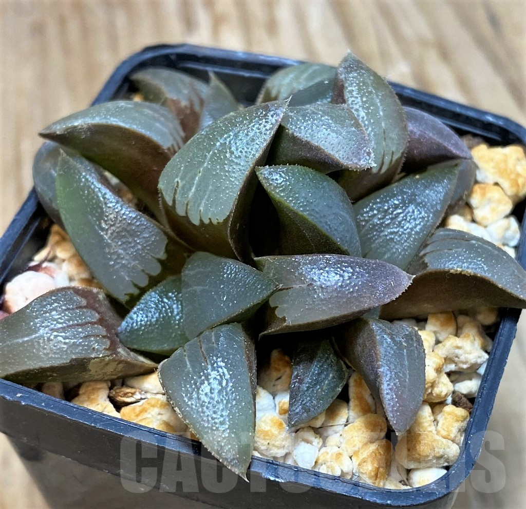 SH11630 Haworthia bayeri